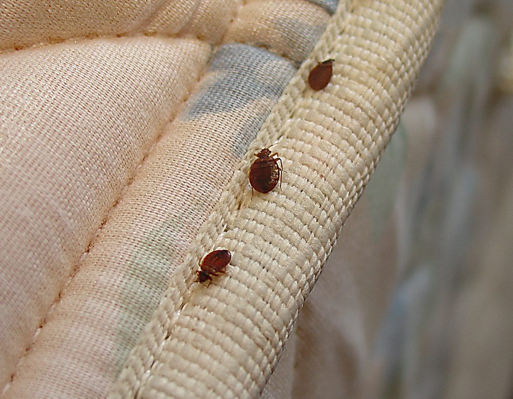 can bedbugs develop on a blow up mattress